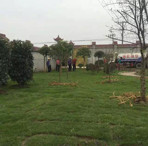 某单位绿化