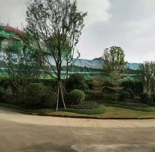 某小区绿化