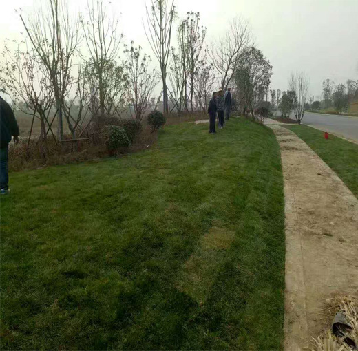公路两侧绿化