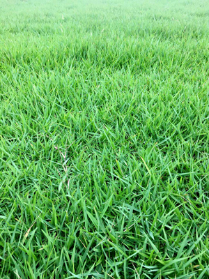 结缕草